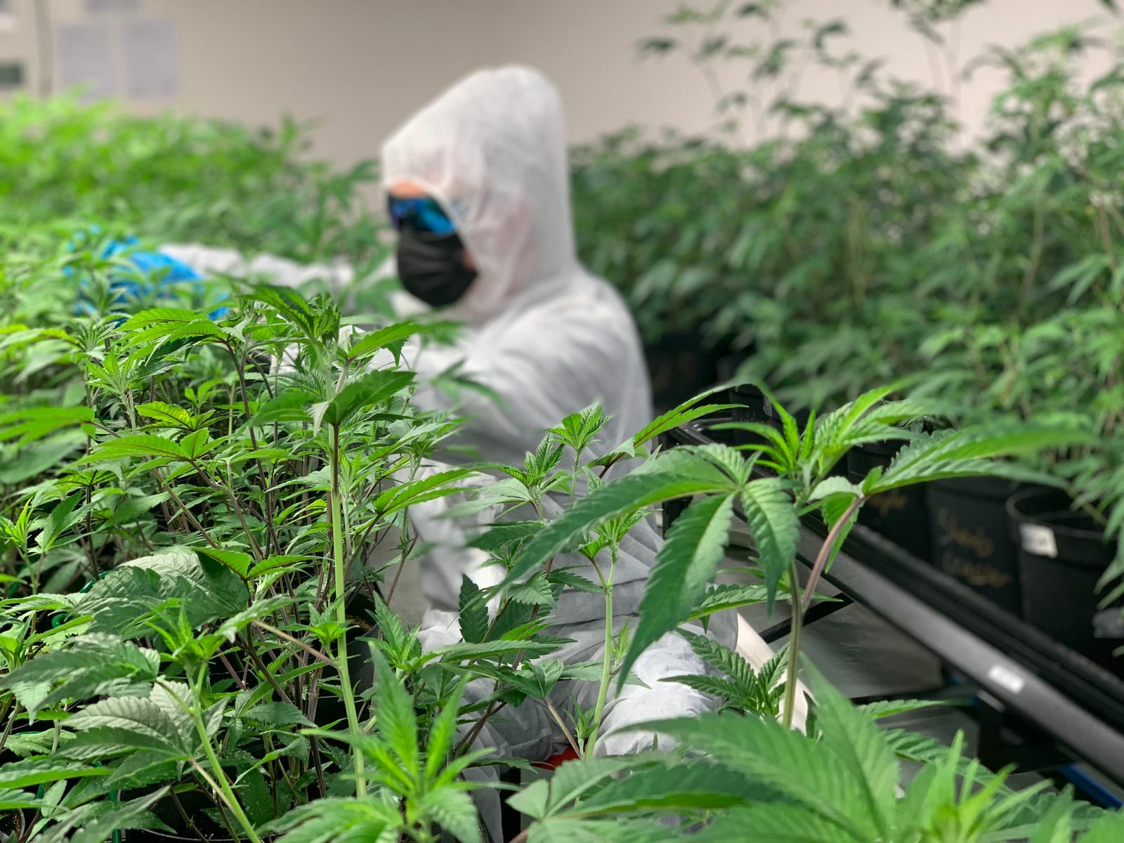 Production
